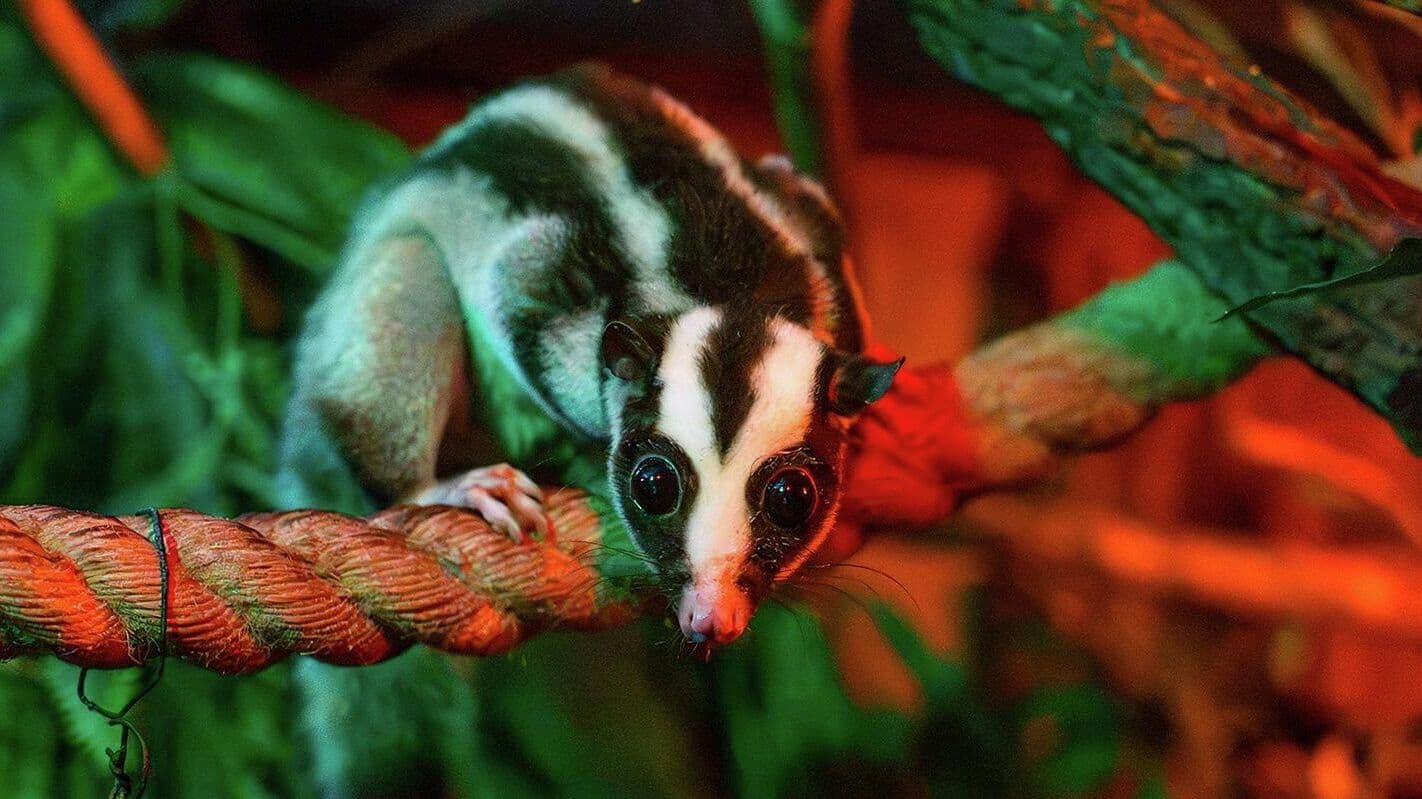 Полосатый кускус Баранка поселилась в Московском зоопарке