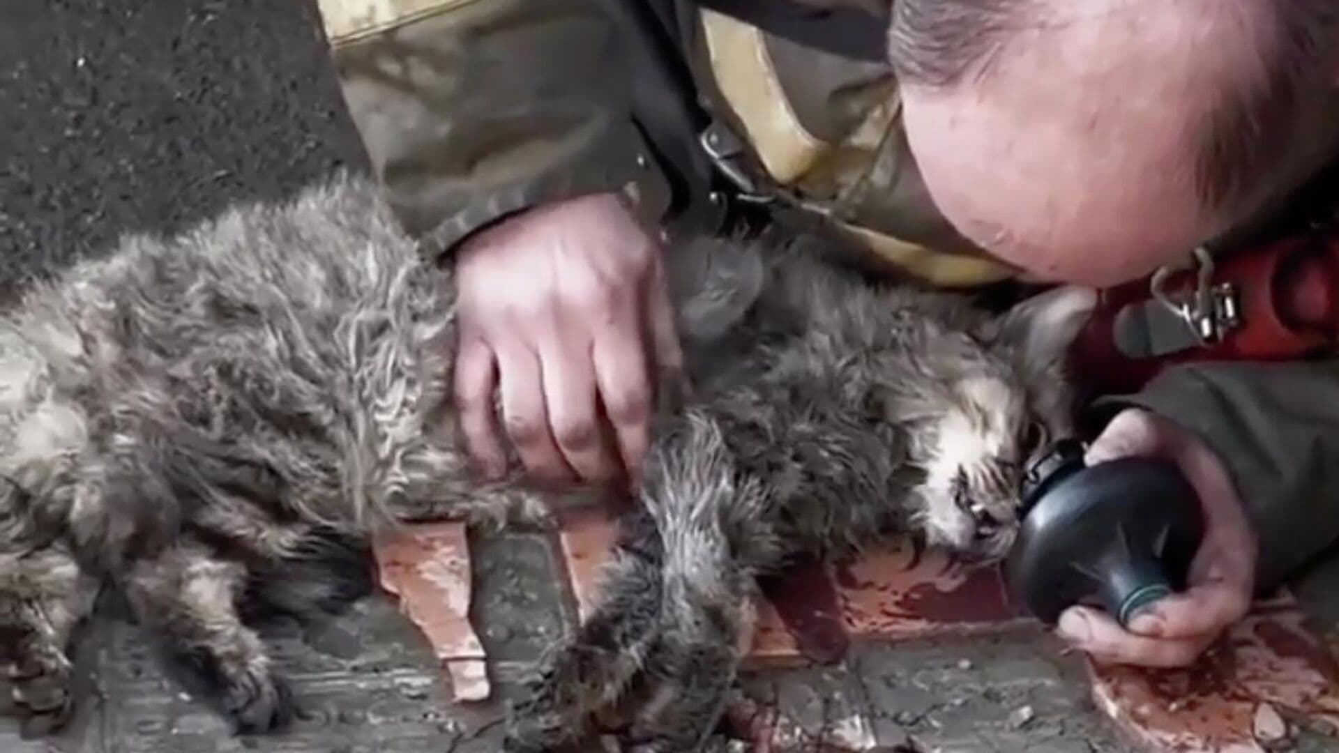 В Тюмени пожарный откачал двух кошек, пострадавших при пожаре