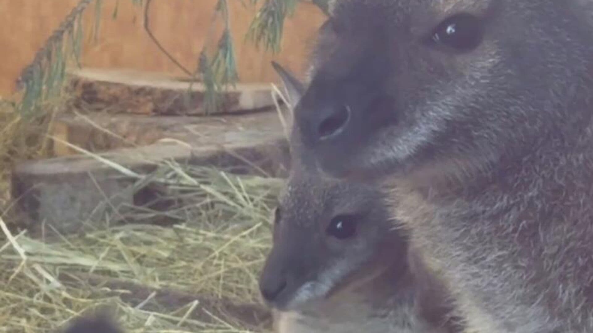 В Ленинградском зоопарке родились четыре детеныша кенгуру Беннетта
