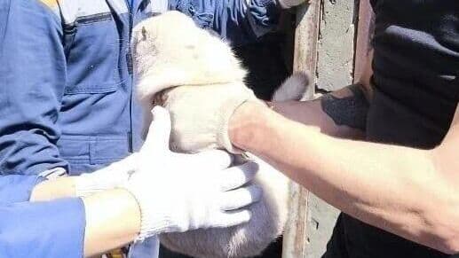 В Туапсе под завалами дома после атаки БПЛА нашли живую кошку