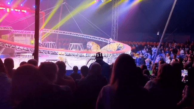 В Ростове-на-Дону тигр выскочил с арены цирка