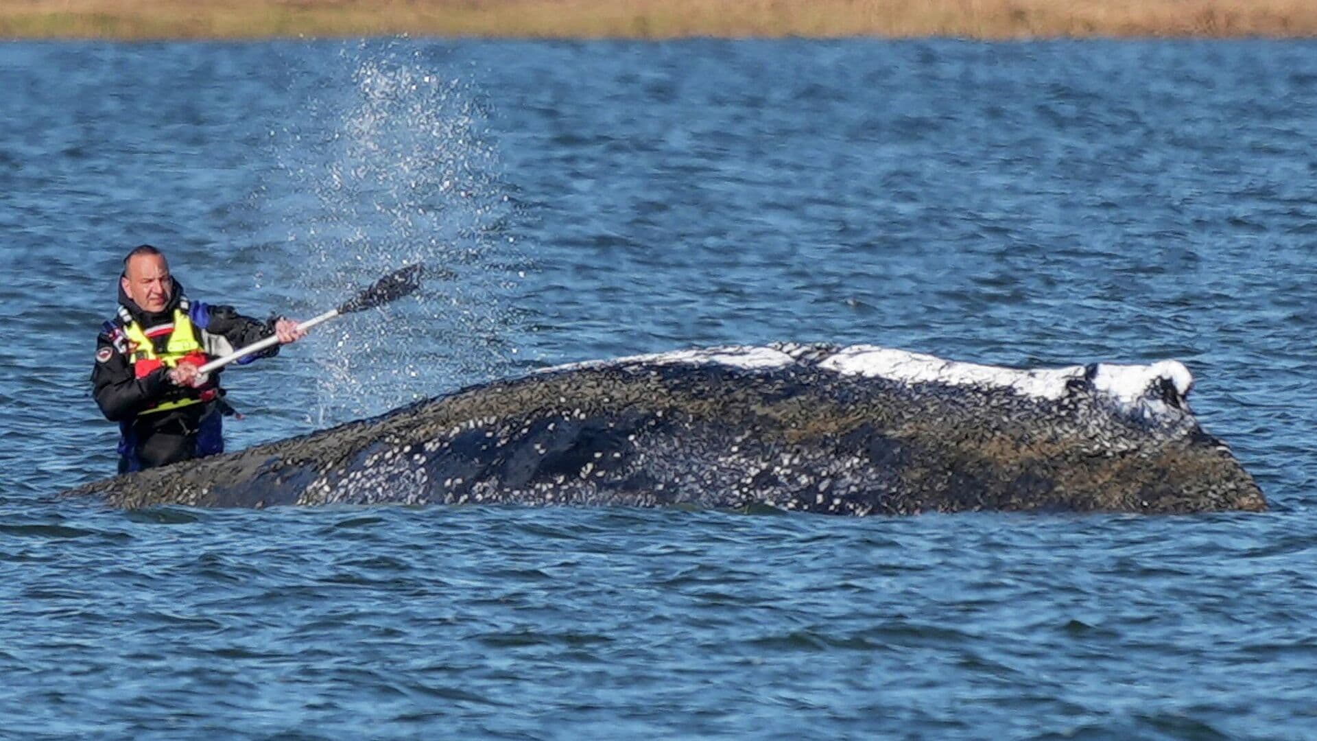 Киту, застрявшему в Германии, стало хуже перед новой попыткой спасения