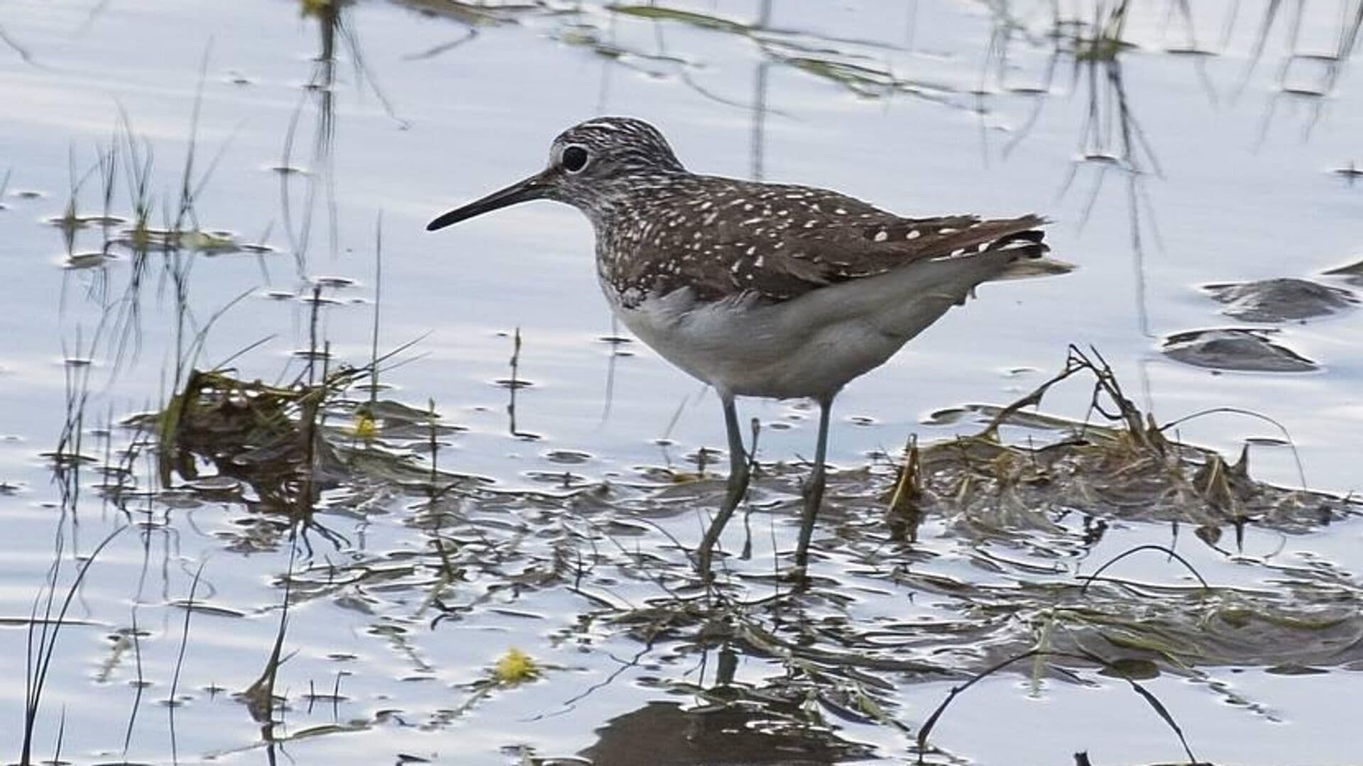 Ученые заявили о снижении численности куликов на Куликовом поле