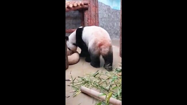 Панда Жуи из Московского зоопарка научился есть "калачи"