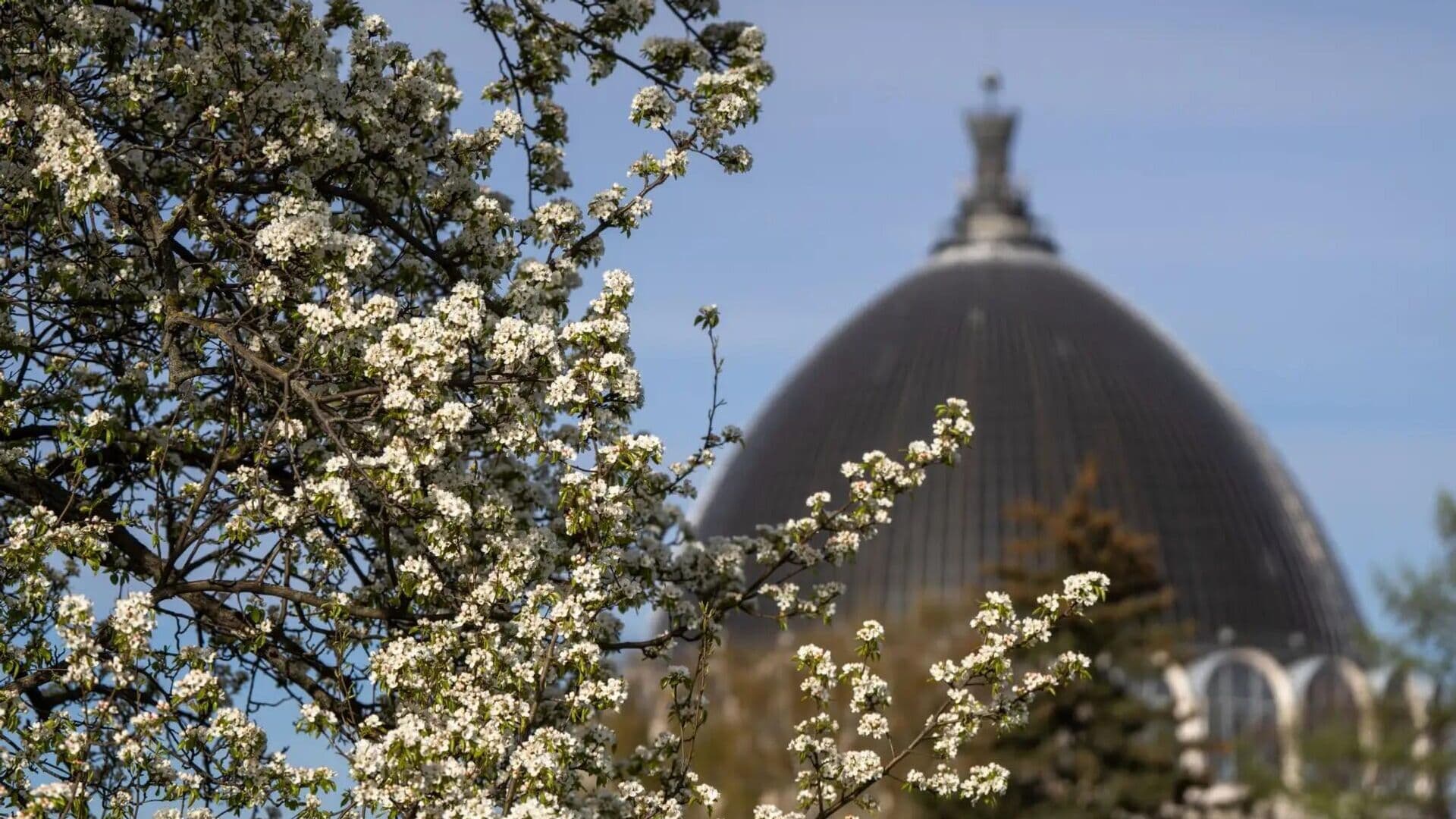В Мичуринском саду в Москве зацвела груша