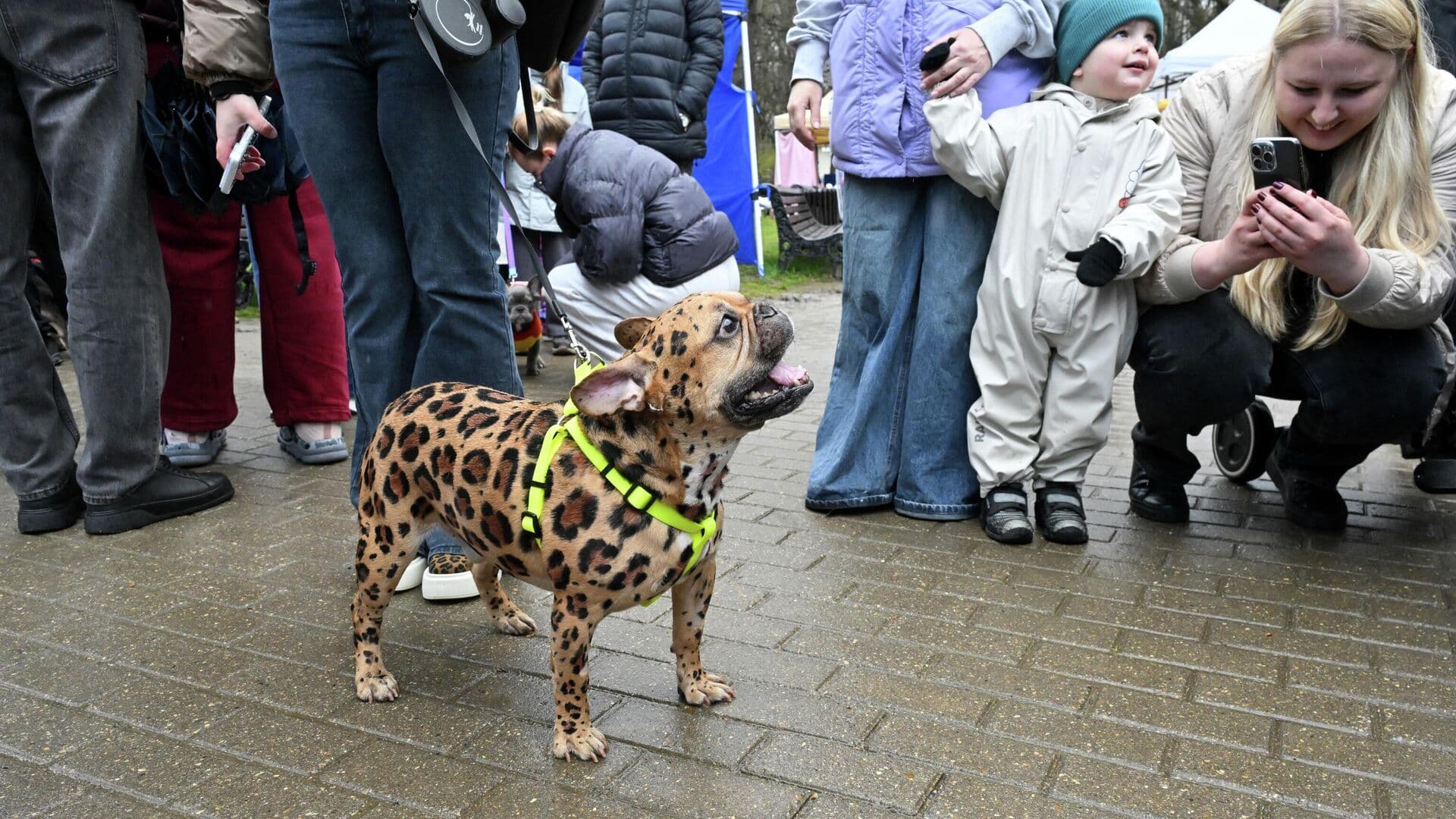 В Москве прошел парад французских бульдогов