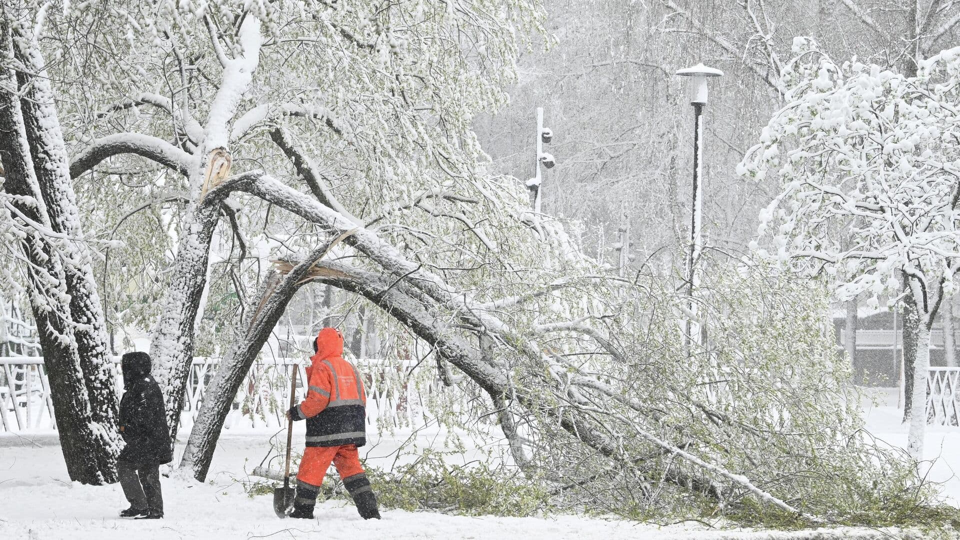 В Москве зафиксировали повреждения деревьев из-за непогоды