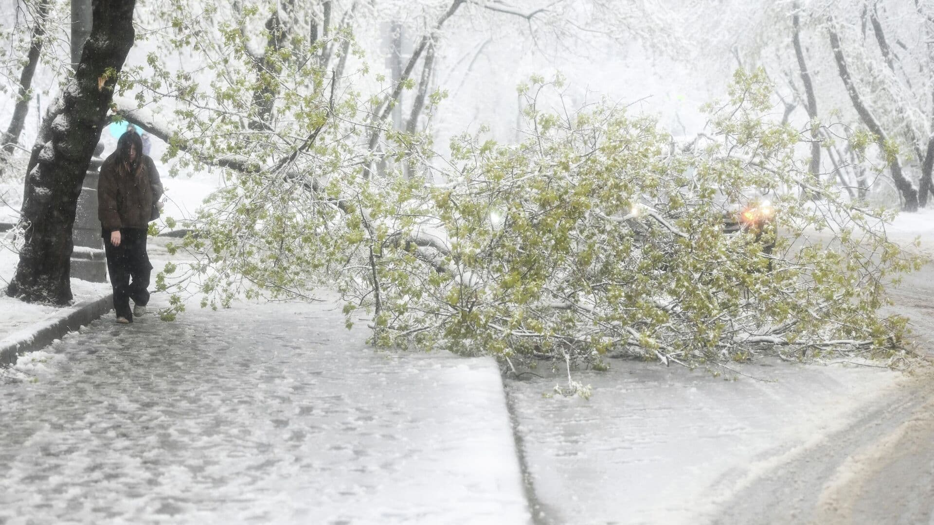 В России более 76 тысяч человек остаются без света после падения деревьев