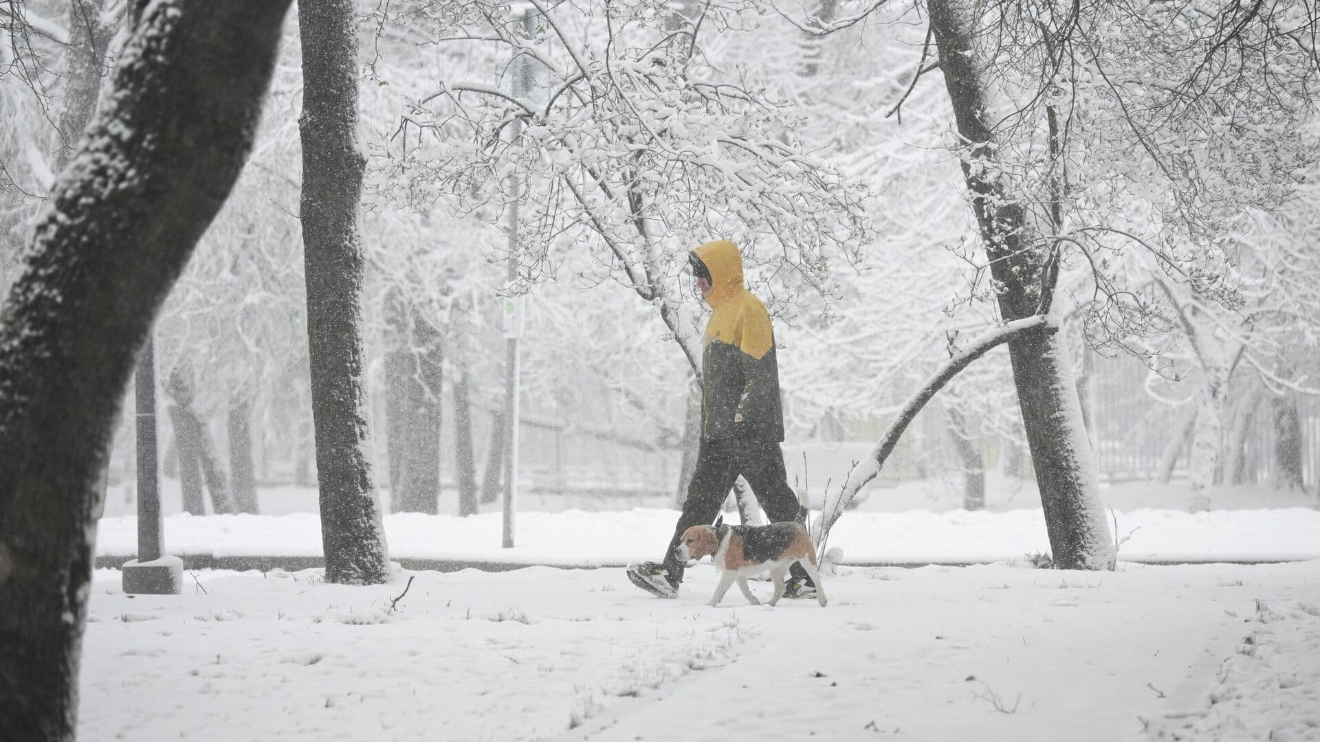 Пик снегопада в Москве пройден, рассказал синоптик