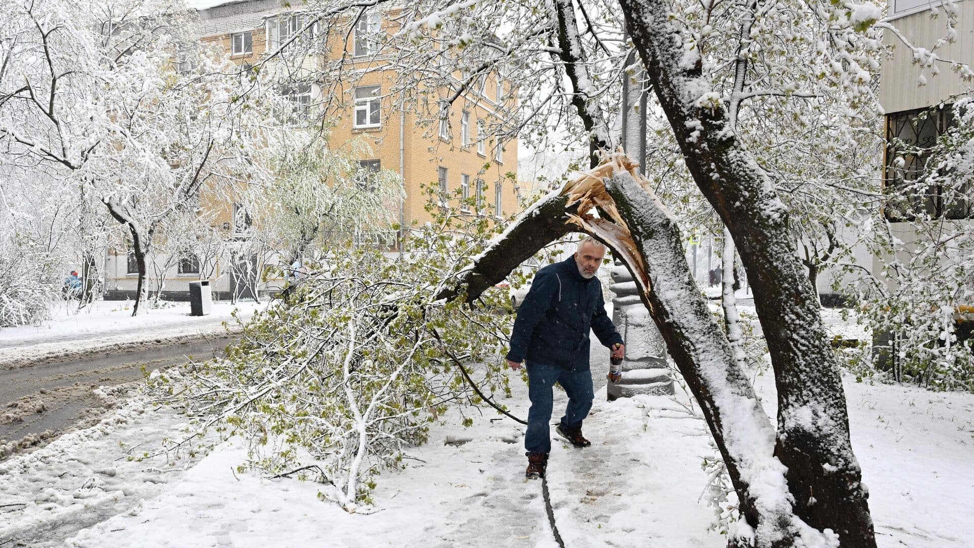 В Москве из-за снегопада и сильного ветра упали 50 деревьев