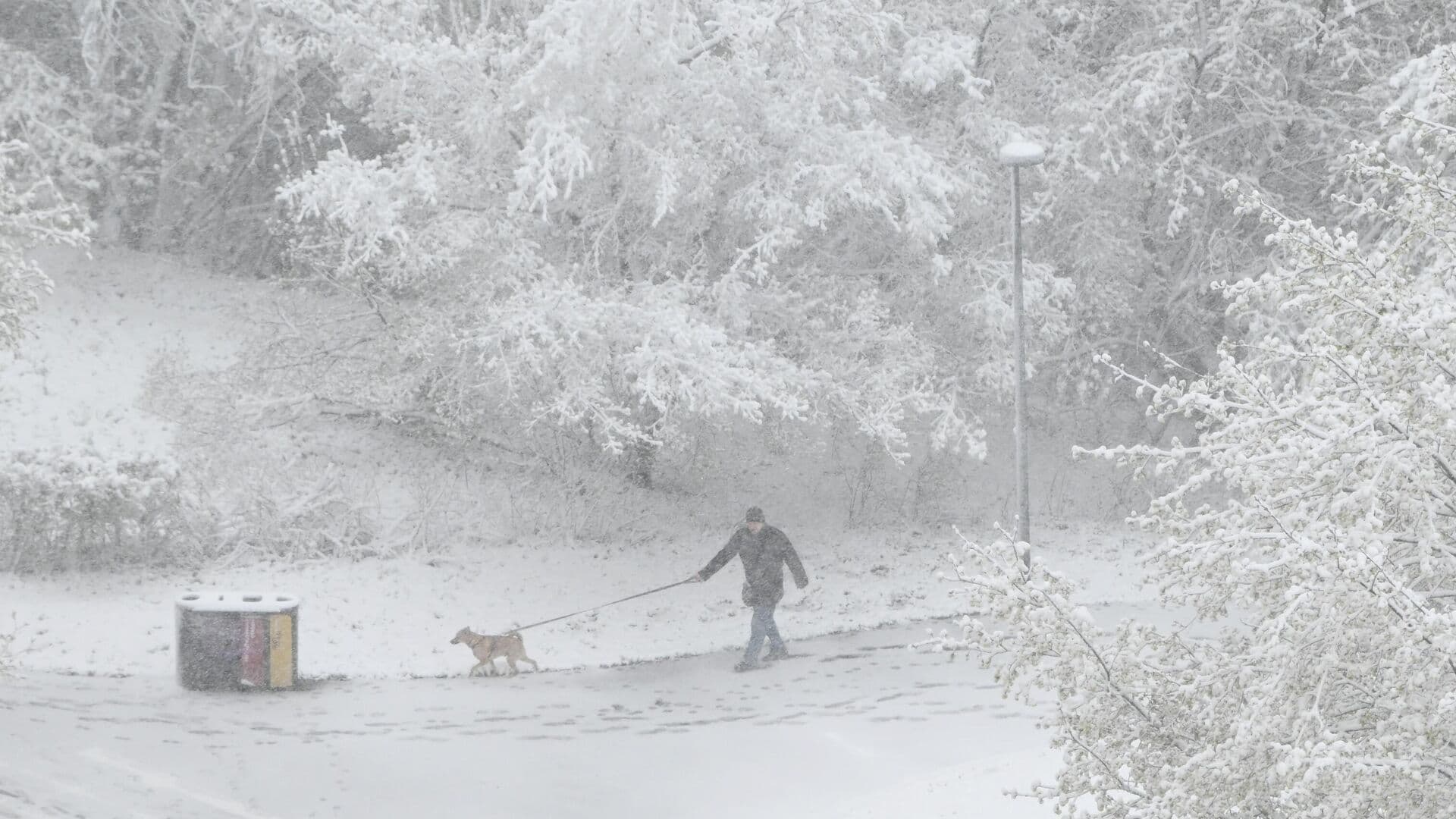 В Подмосковье шесть человек пострадали при падении деревьев из-за непогоды