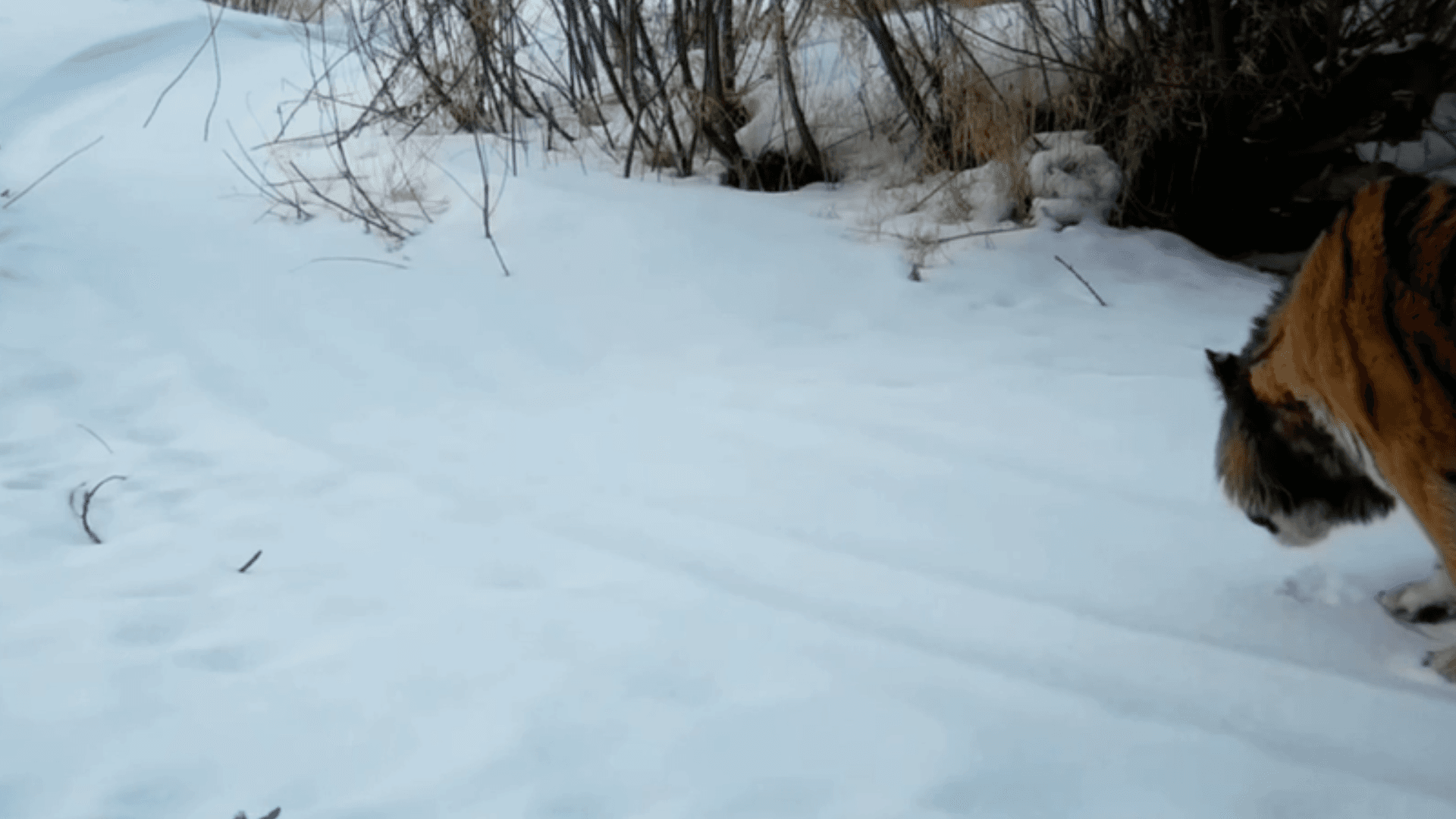 Тигрица попала в фотоловушку во время дегустации снега в Приамурье