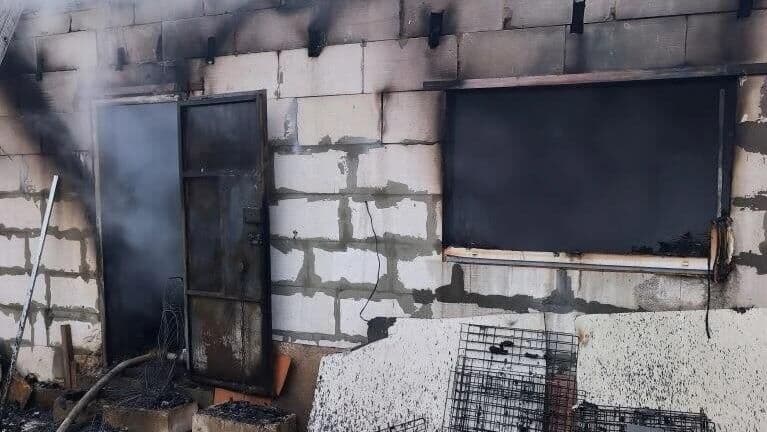 Названа причина пожара в Нижнем Новгороде, где погибли 200 собак