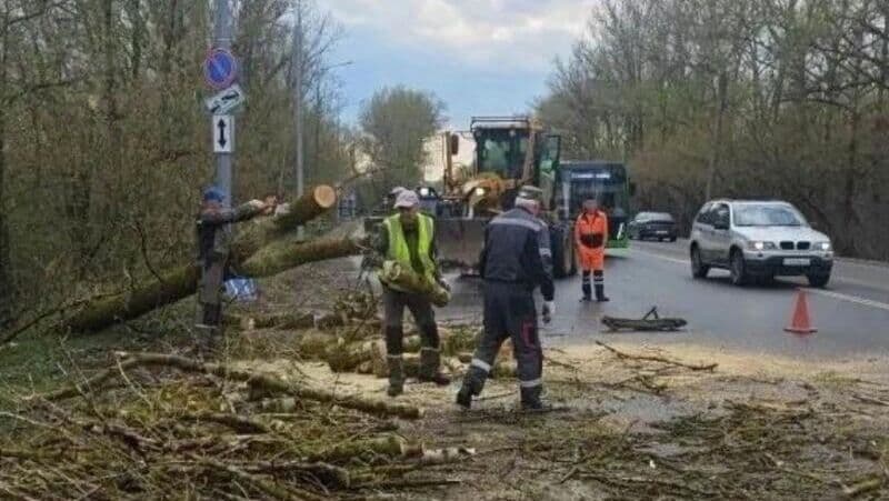 В Кирове шквалистый ветер повалил деревья на улицах