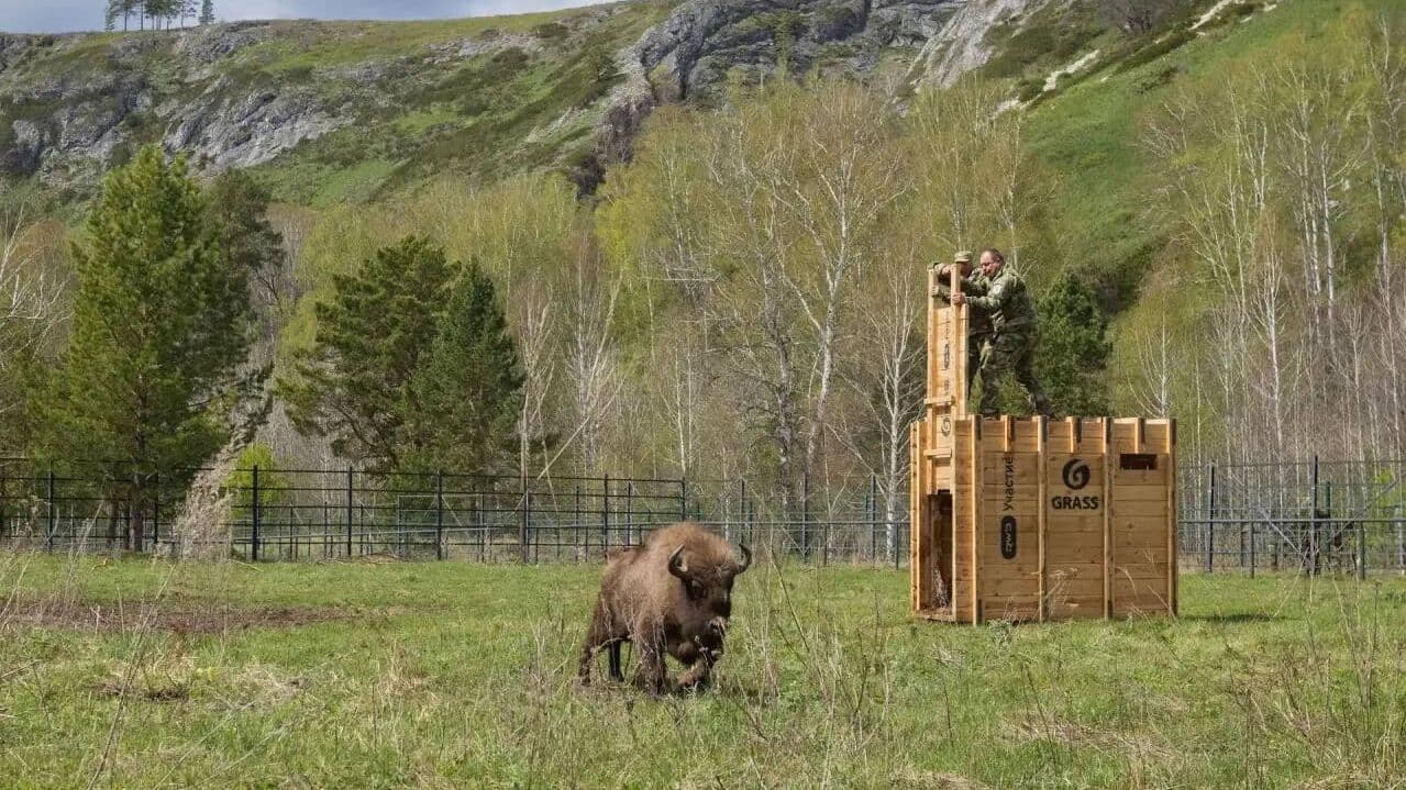 В Республике Башкортостан увеличили стадо диких зубров