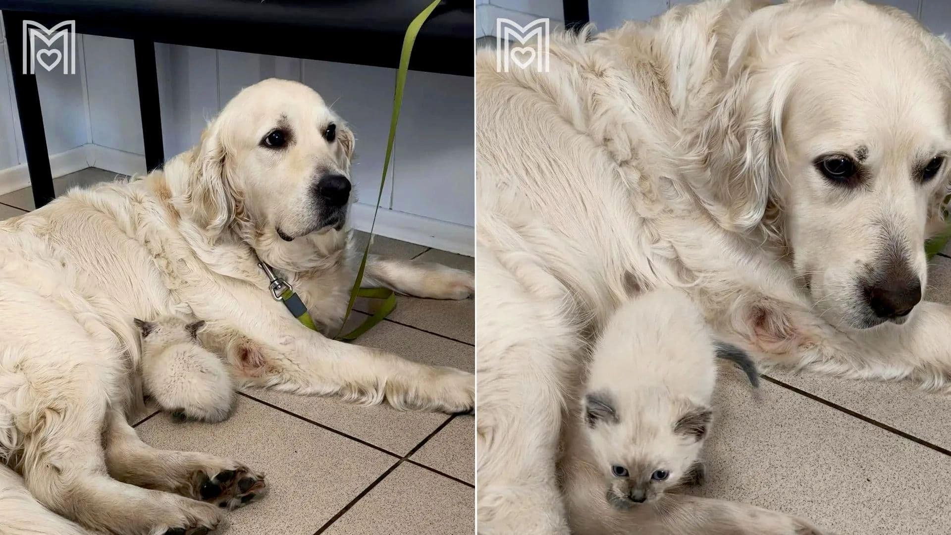 Собака из Москвы стала приемной мамой для уличного котенка