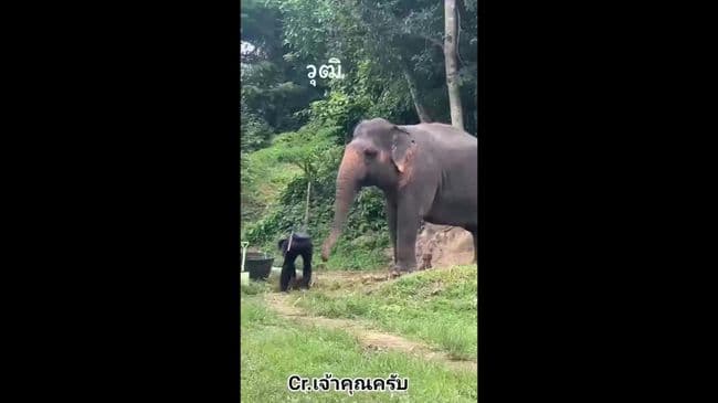 В Сети завирусилось видео с слонихой, укравшей грабли, чтобы почесаться