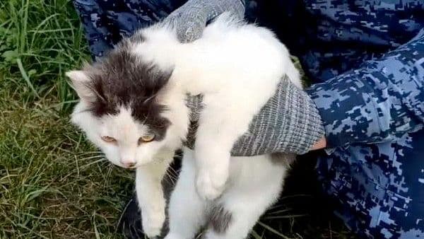 Служебная собака разоблачила кота с наркотиками в нижегородской колонии