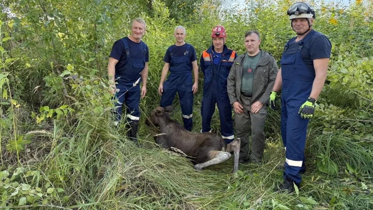 В Ярославле спасли лосенка, провалившегося в технологический колодец