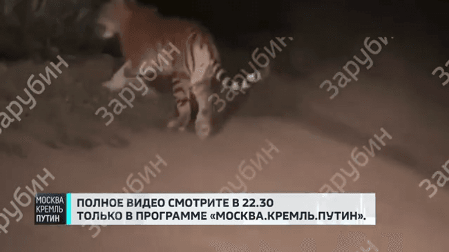 Путин приказал не трогать тигра, которого встретил в Приморье
