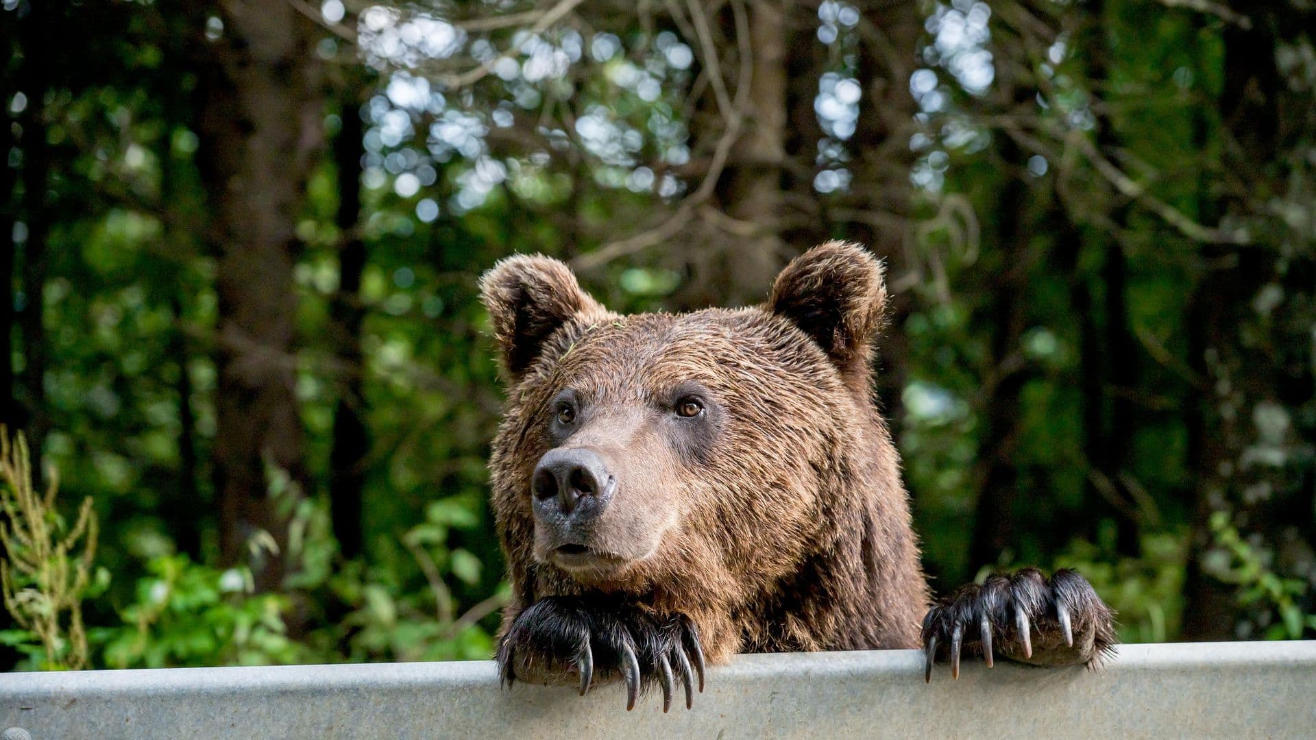 Возле школы в Петропавловске-Камчатском снова заметили медведя
