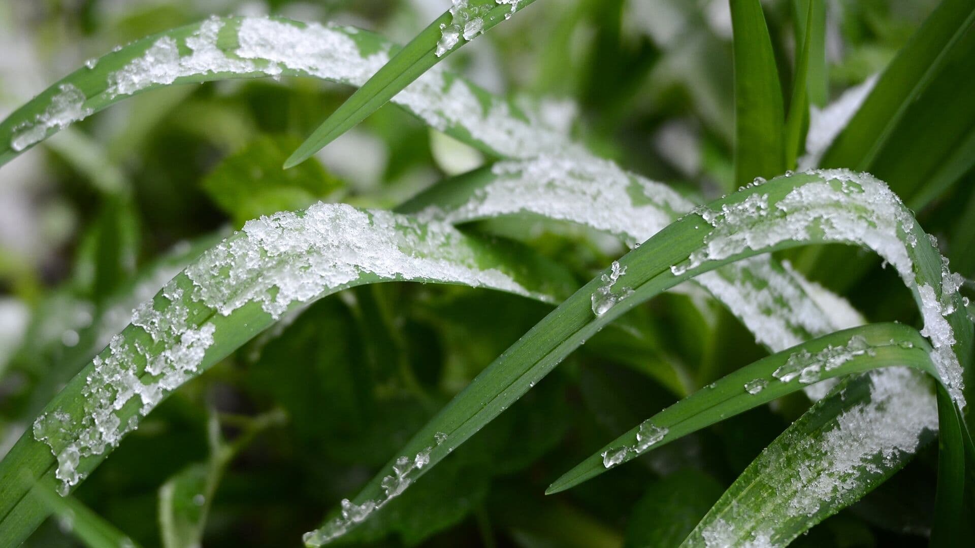 Синоптик рассказал о заморозках на юге России