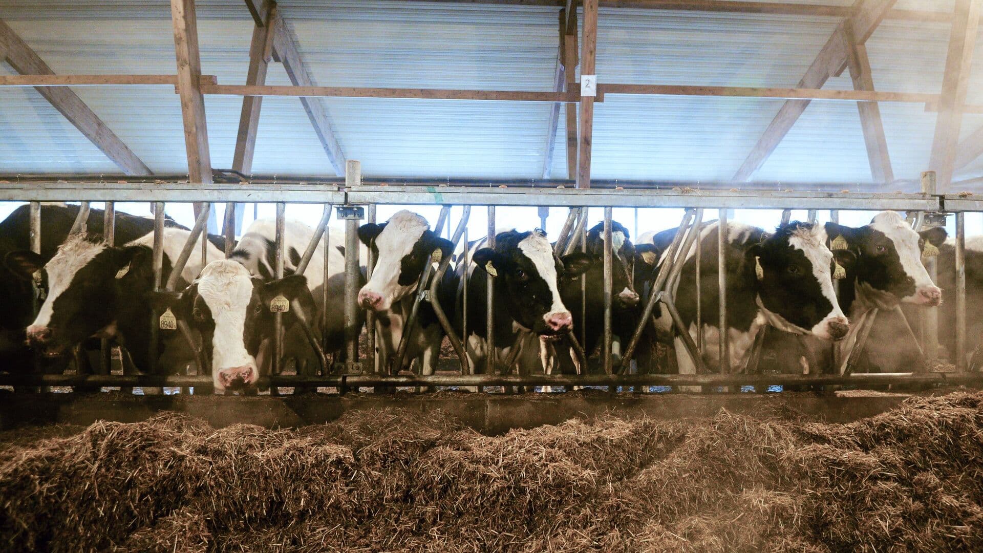 В Новосибирской области усилили меры по контролю поголовья скота