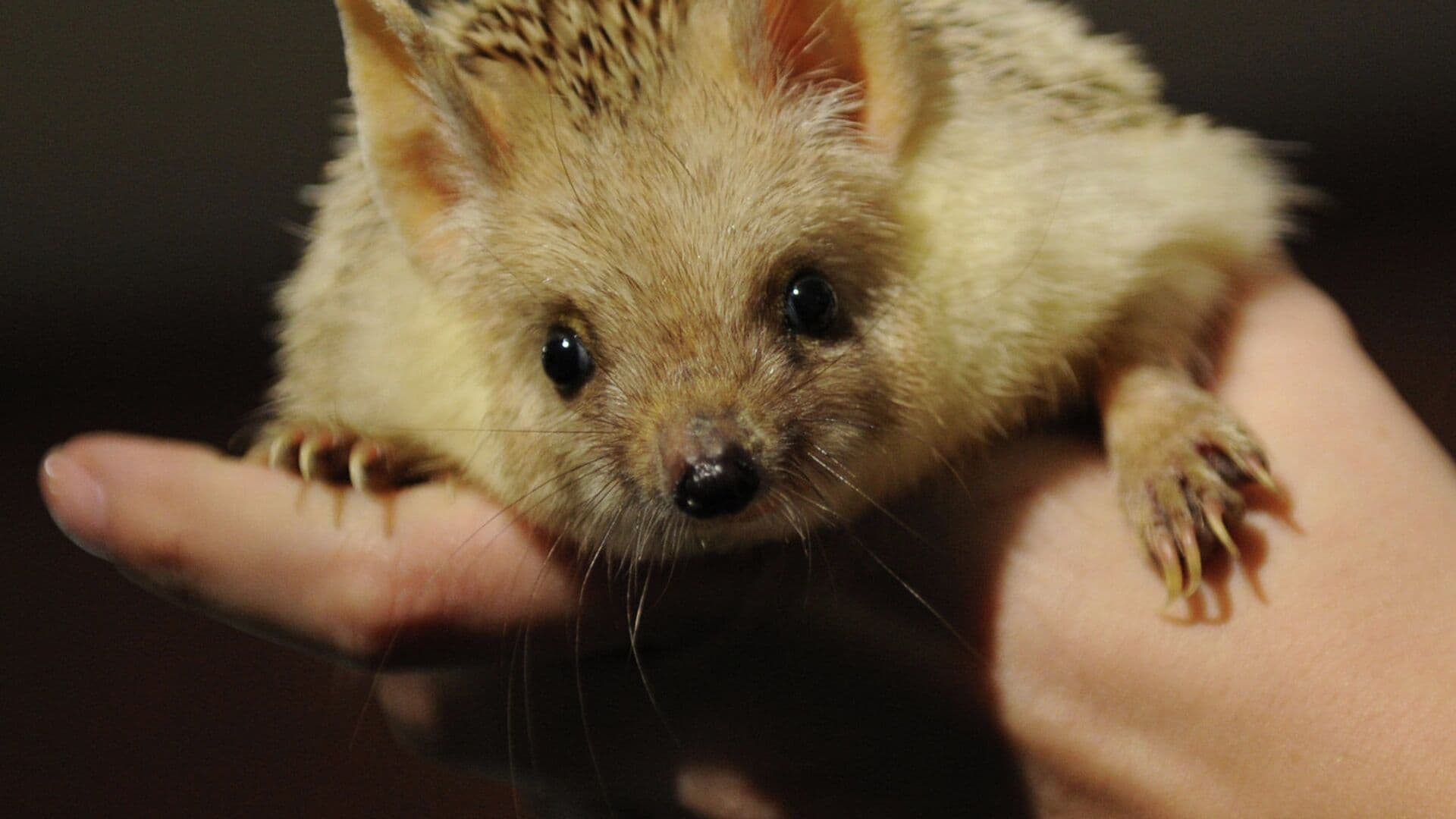 Биолог объяснила, почему ежей нельзя брать в руки