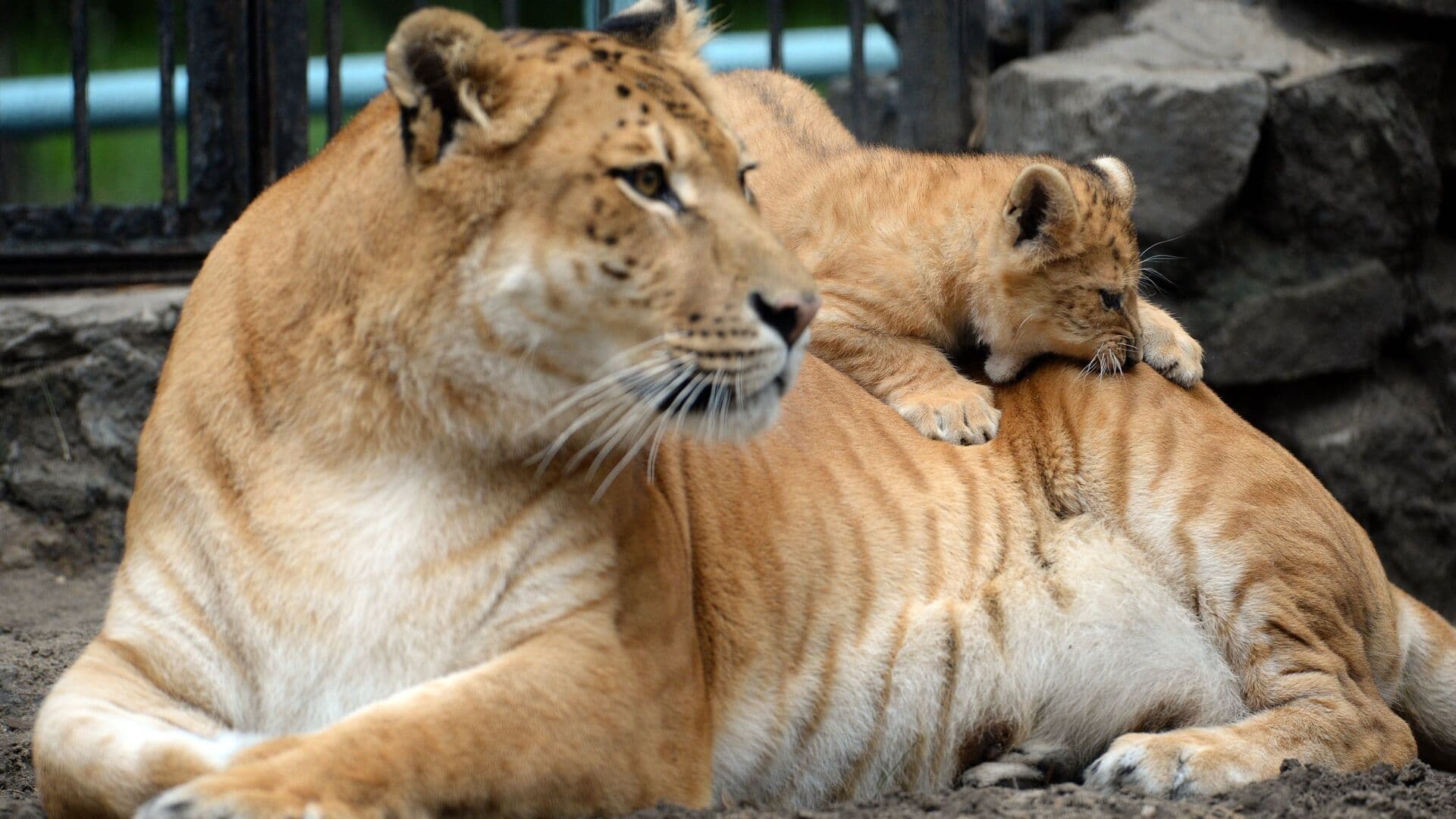 В Васильевке три лигрицы пострадали при ударе ВСУ по зоопарку