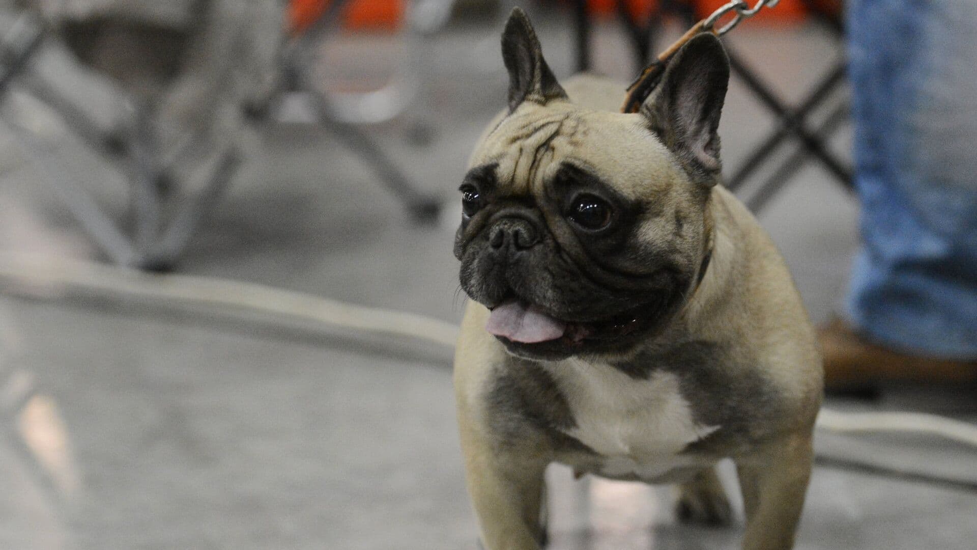 Названы породы собак, которые сильнее других страдают от теплового удара