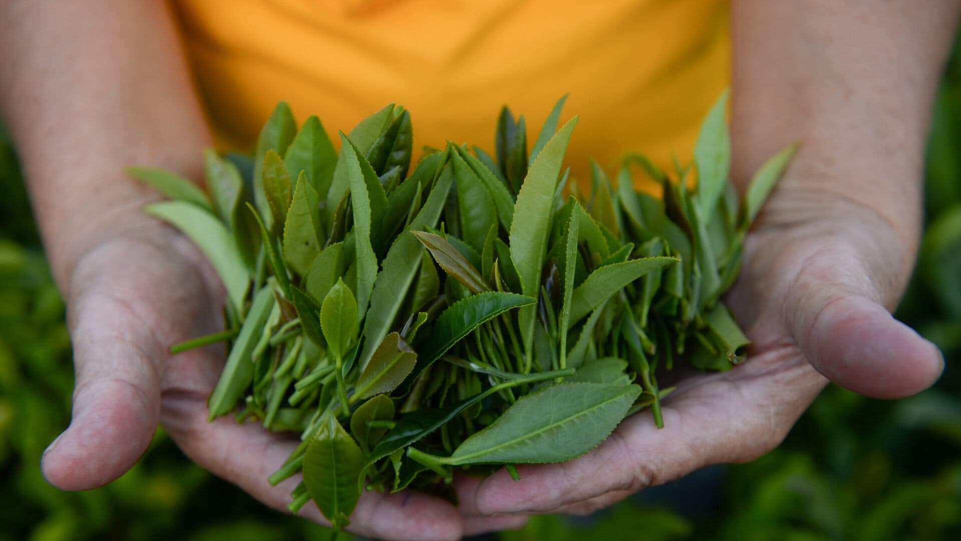 США в январе купили максимум чая у России за полтора года