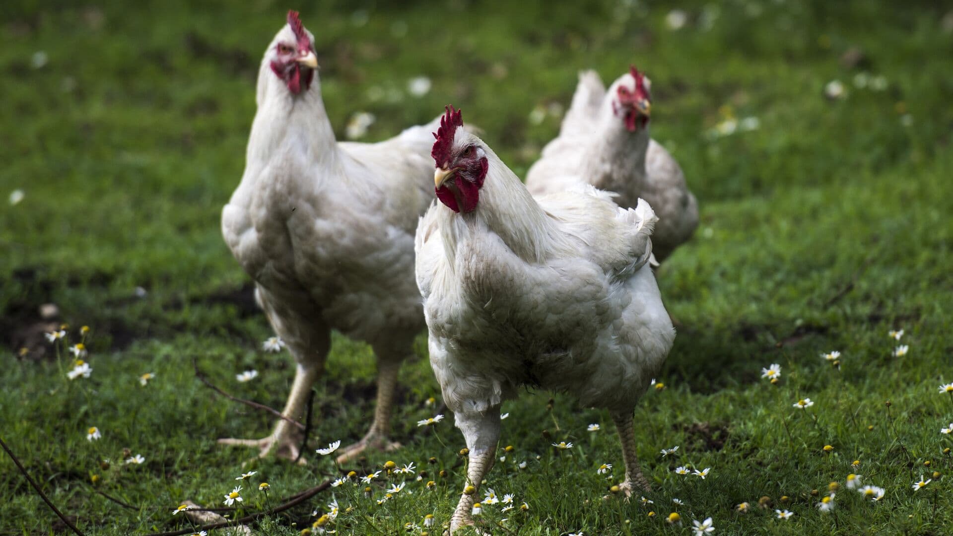 На Кавказе создали удобрение из куриного помета и бактерий