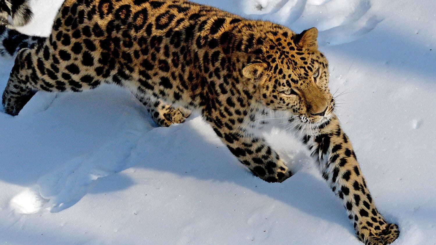 Россия и Китай начали идентификацию "общих" дальневосточных леопардов