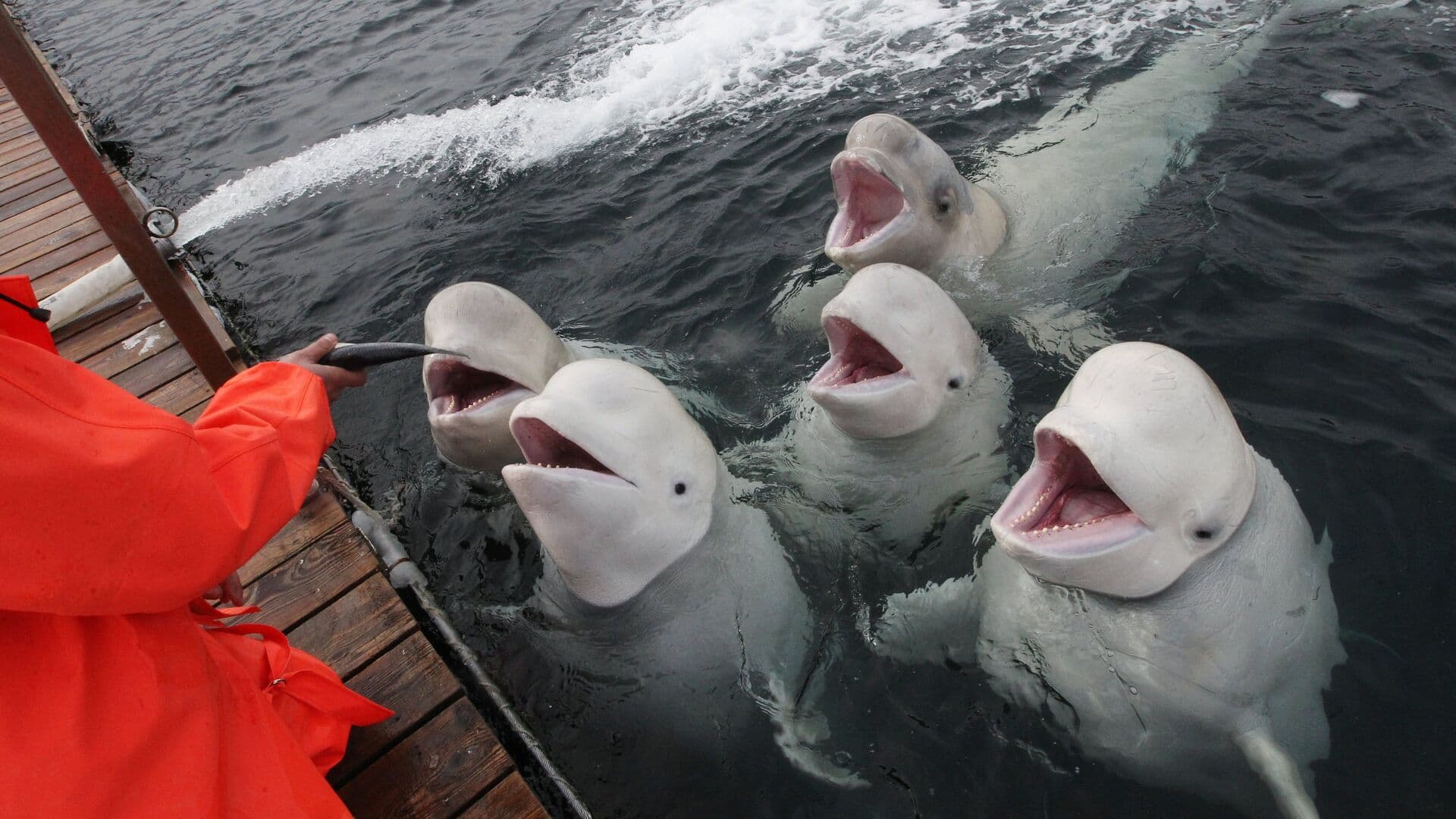 Приморский океанариум показал на видео, как спят белухи
