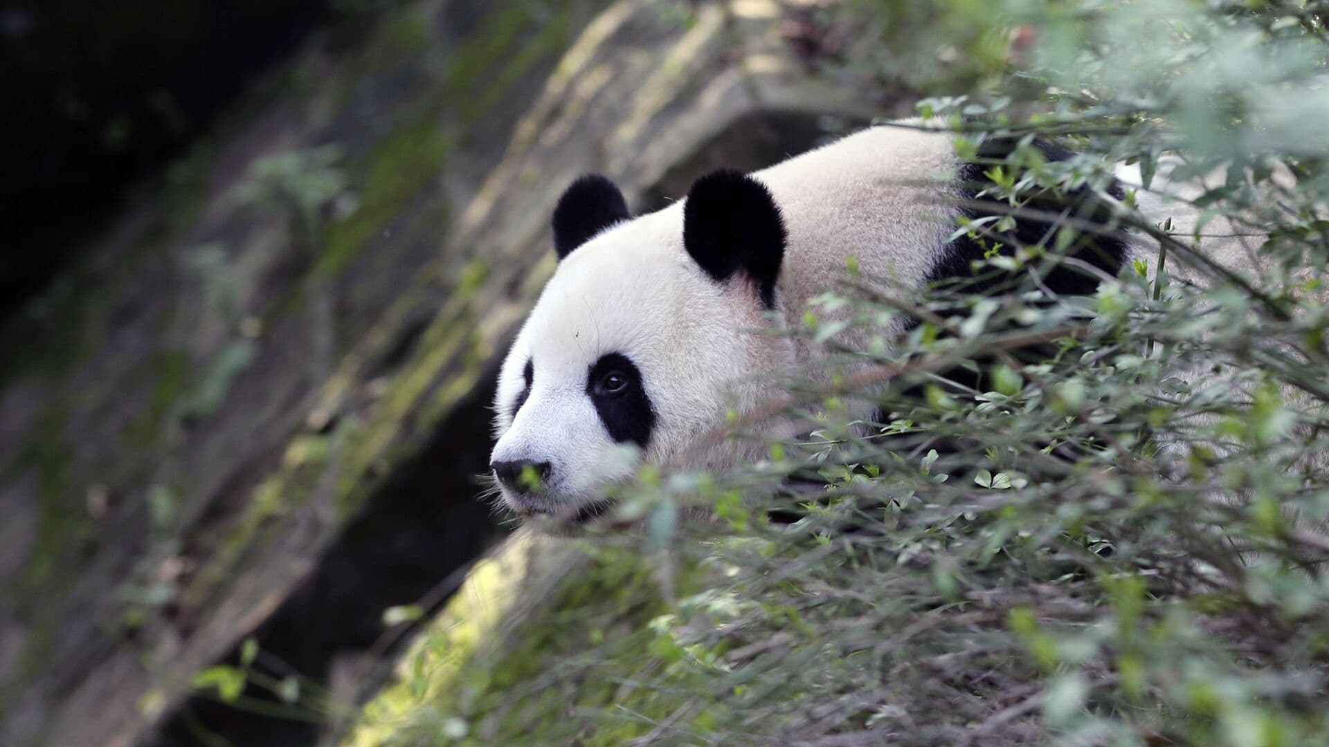 В Пекинском зоопарке отмечают День панд