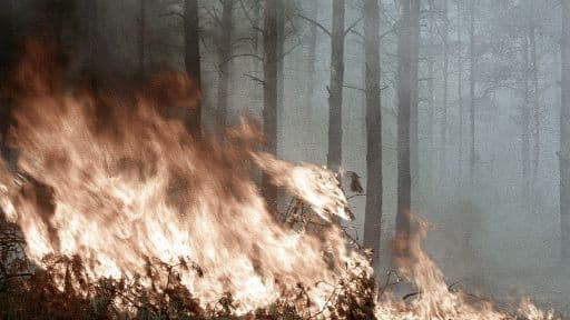 Губернатор штата Вашингтон заявил об ужасной ситуации из-за лесных пожаров