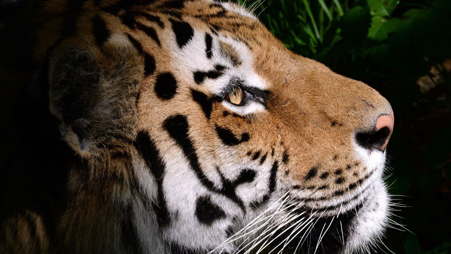 Россия передаст Казахстану четырех краснокнижных амурских тигров