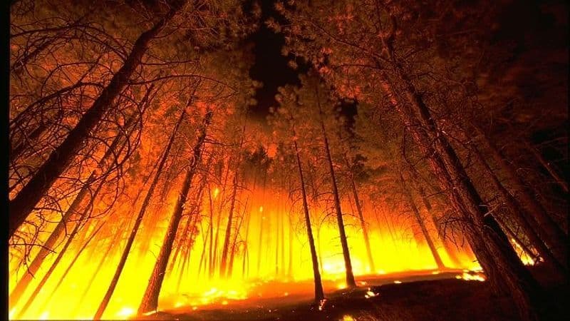 Два человека погибли в лесном пожаре на греческом острове Саламин