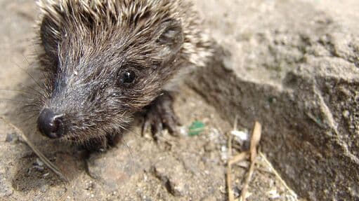 Ежи могут погибнуть из-за раннего пробуждения, рассказала биолог