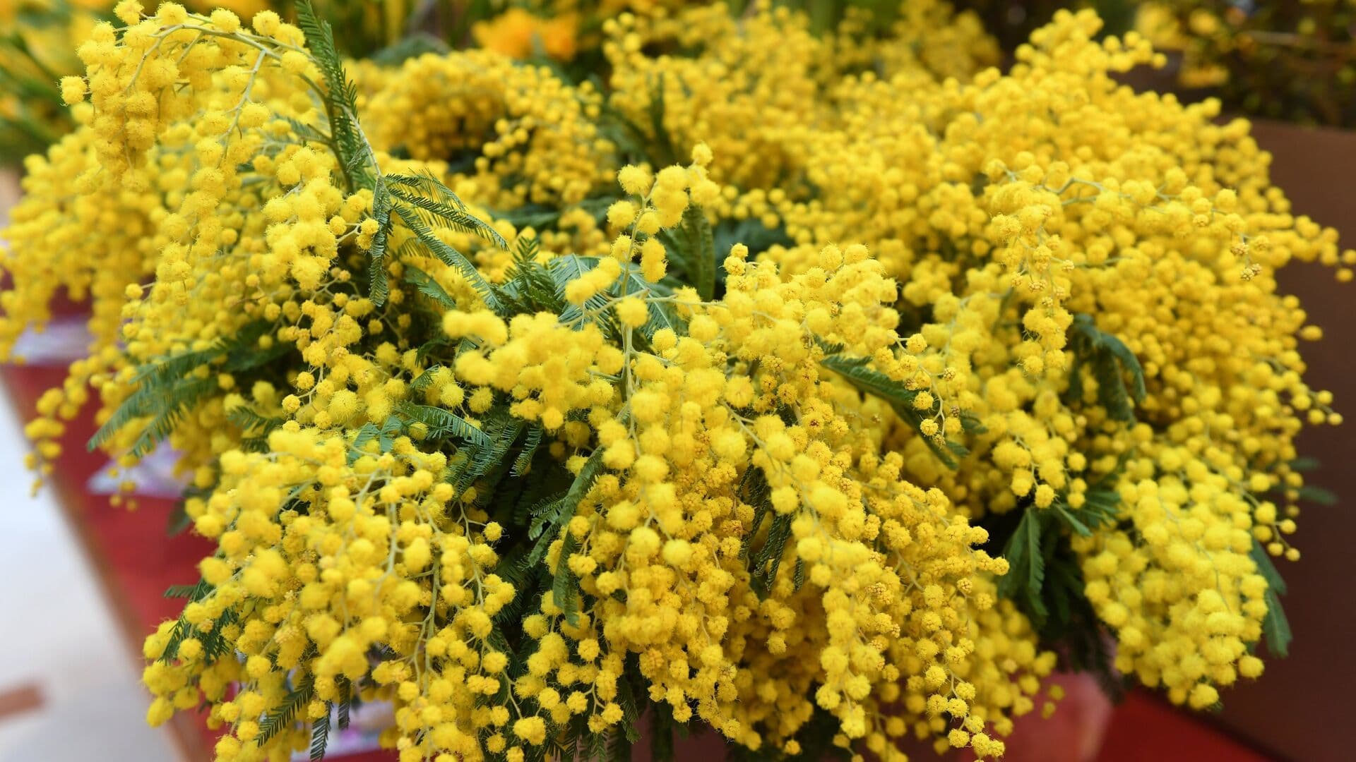 Врач рассказала, кому нельзя дарить мимозу