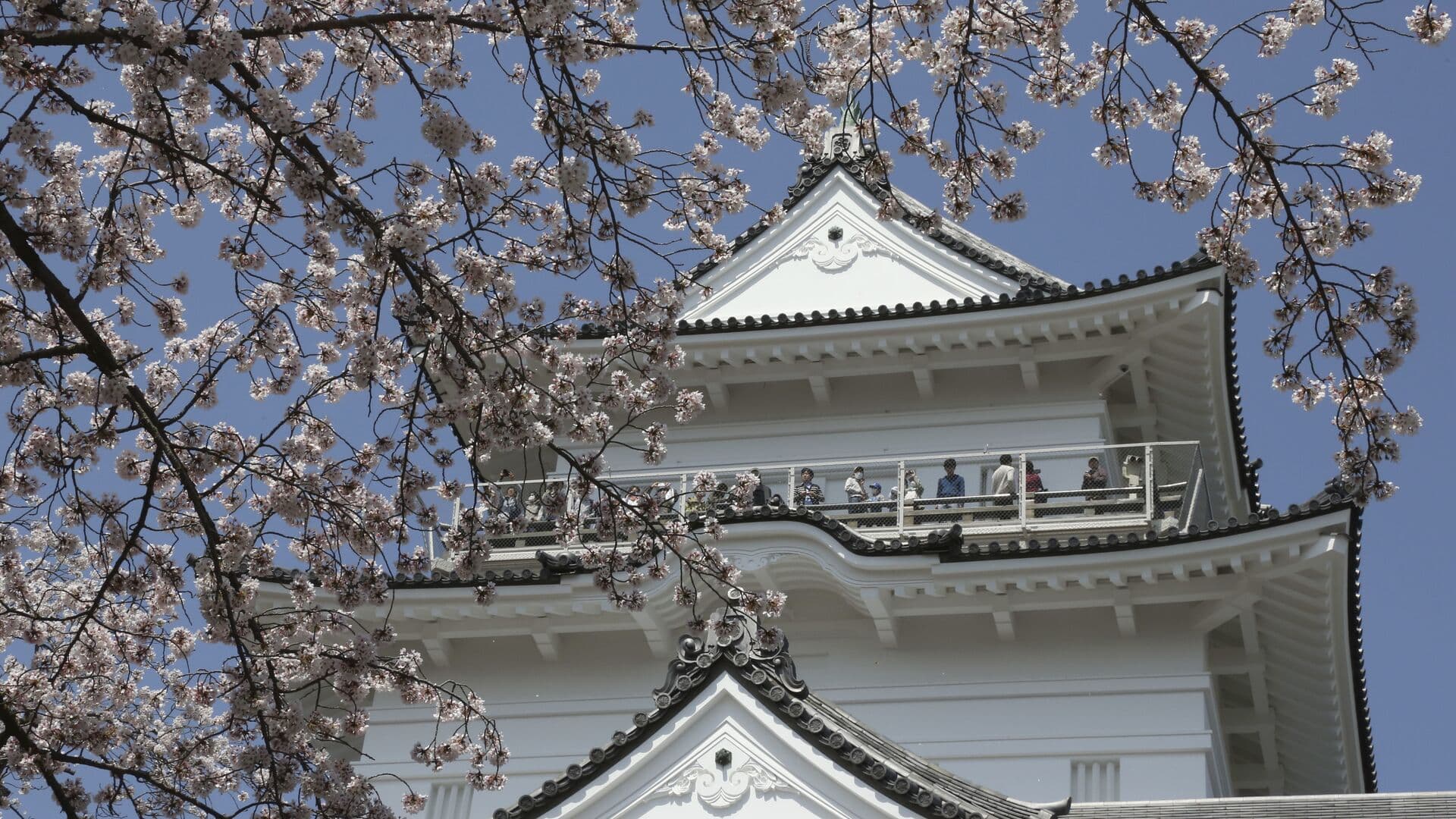 Фестиваль зимней сакуры открылся в Японии