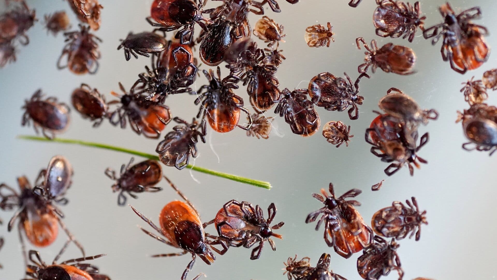 Энцефалитом можно заразиться и без клещей, предупредили в Роспотребнадзоре