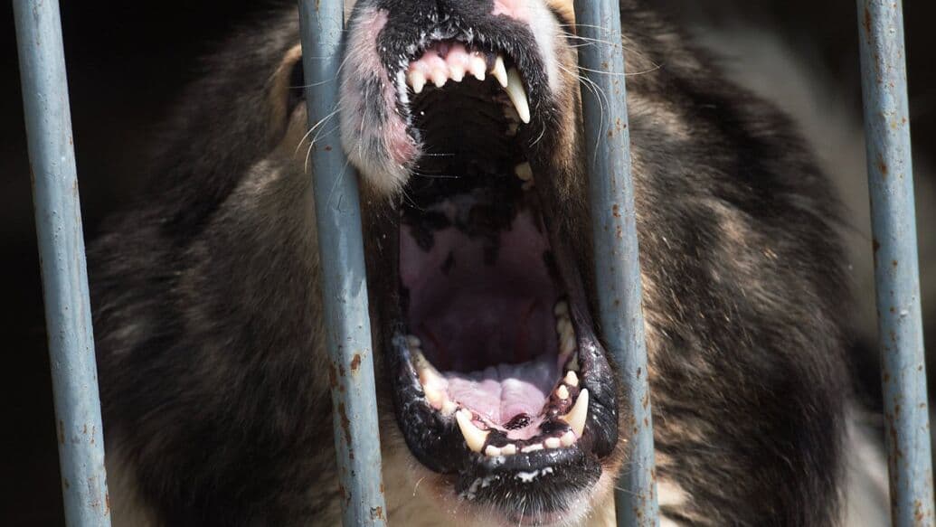 Врач назвала основные источники заражения человека бешенством