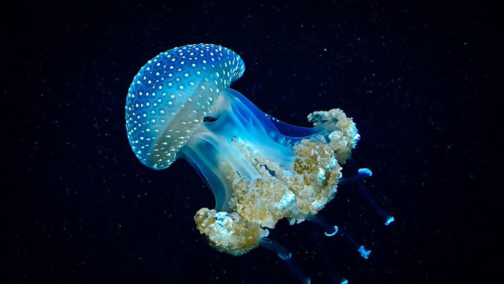 Ученый предупредил об опасности медуз, заполонивших берега Антальи