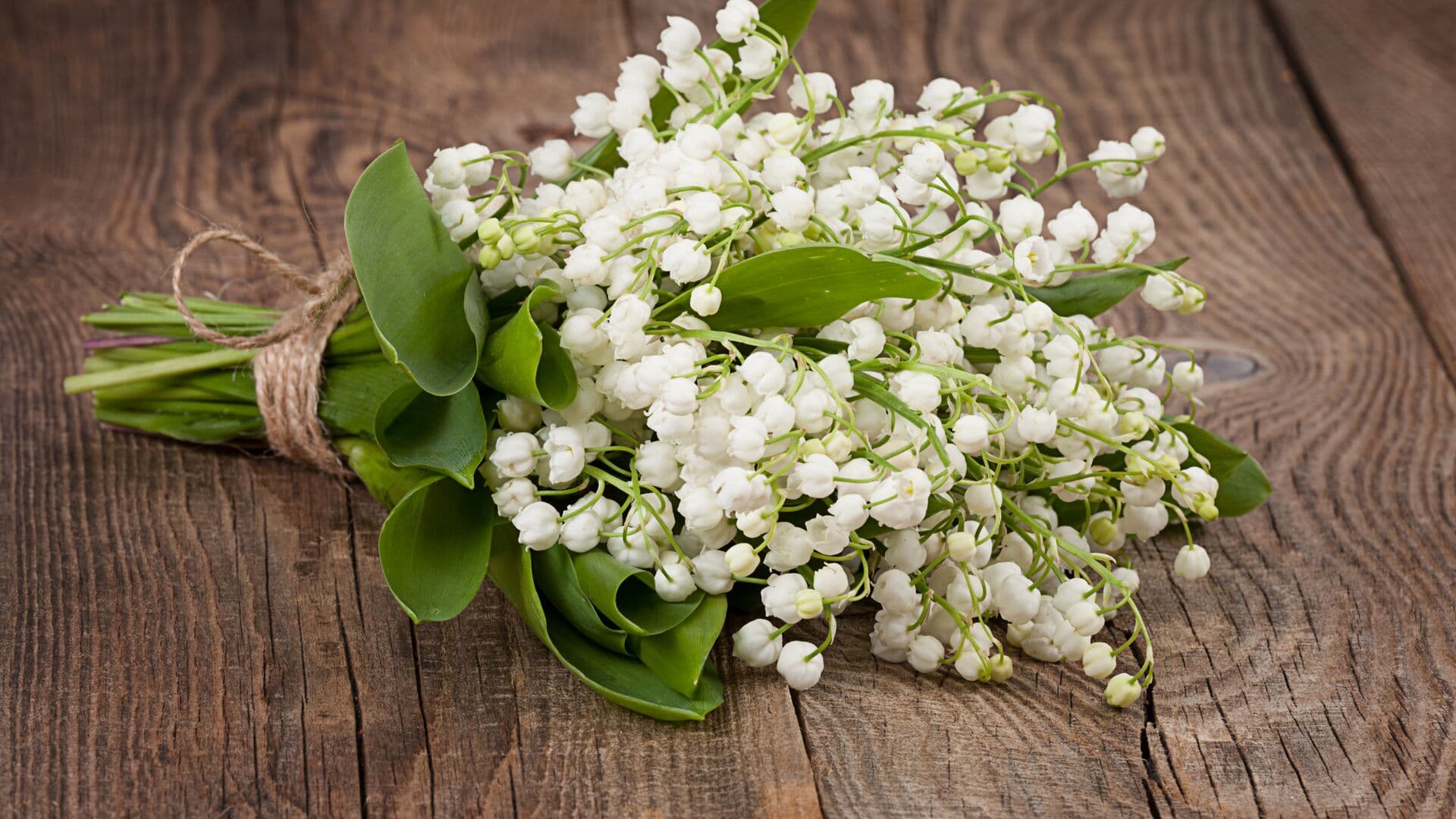 Биолог предупредил о смертельной опасности ландышей