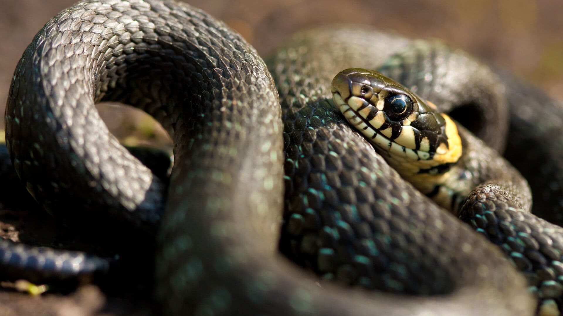 Биолог рассказал, когда в России проснутся змеи