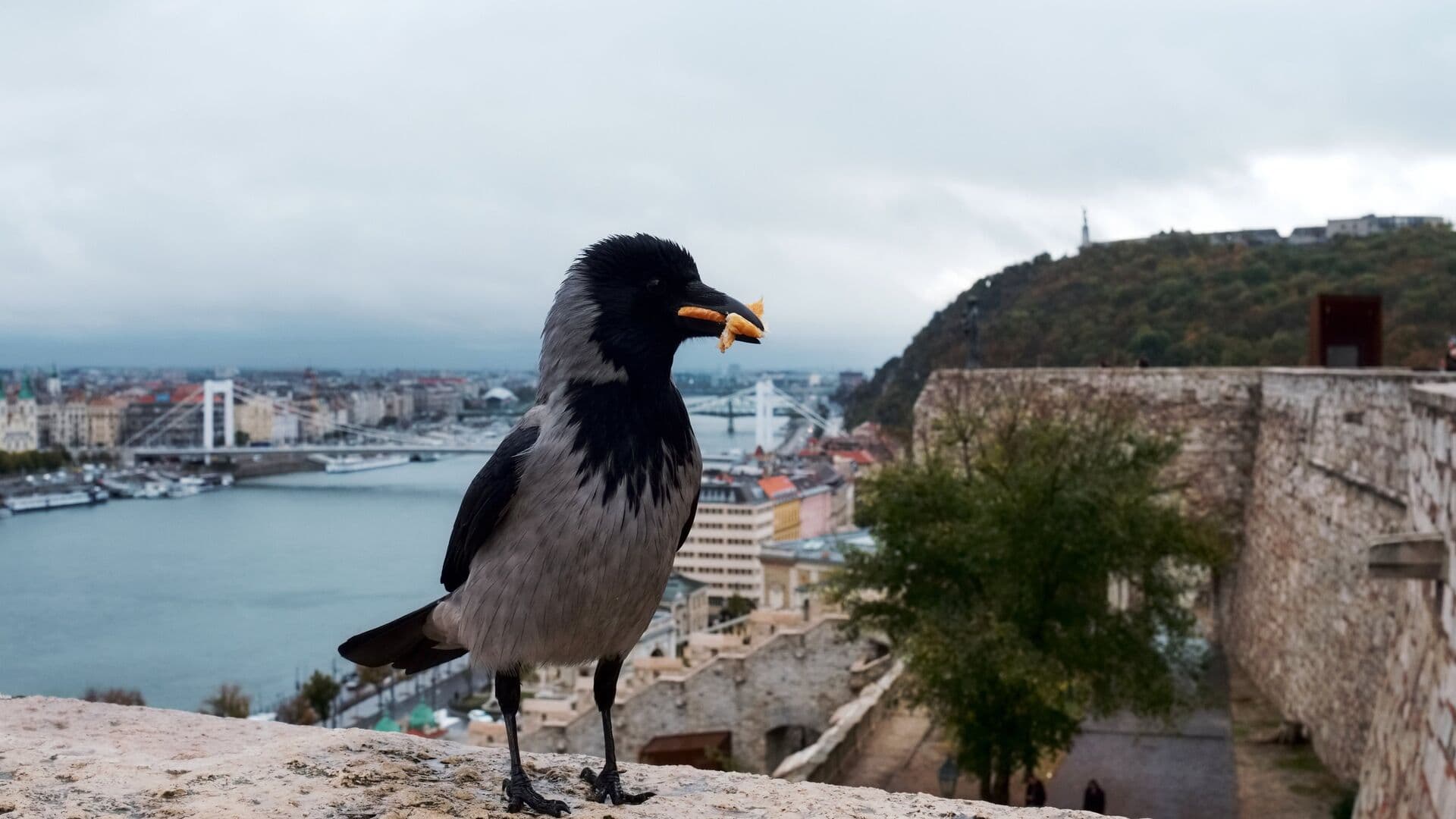 Юрист рассказала, что грозит за кормление ворон у дома