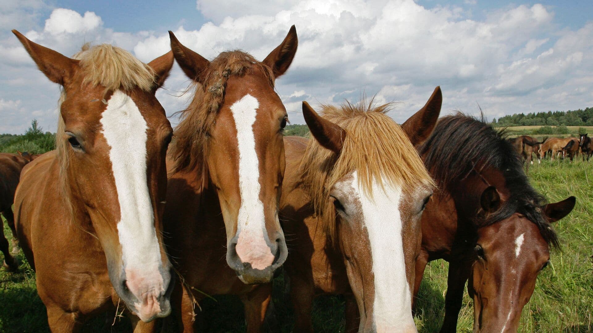 В МЧС рассказали, в каком возрасте служебная лошадь выходит на пенсию
