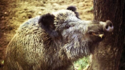 В Германии за год подстрелили около трех тысяч "радиоактивных" кабанов