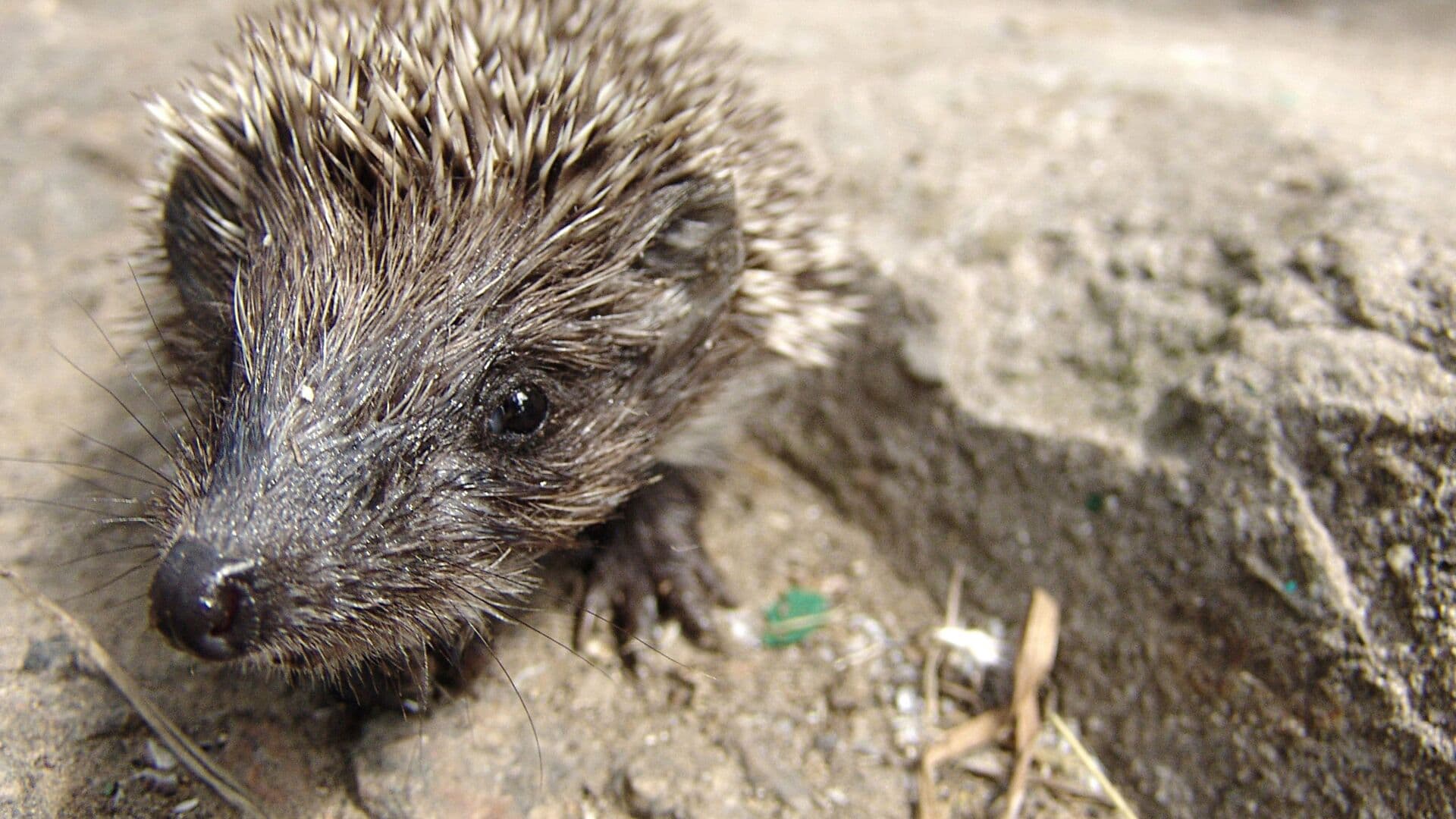 В Московском зоопарке проснулись белогрудые ежи